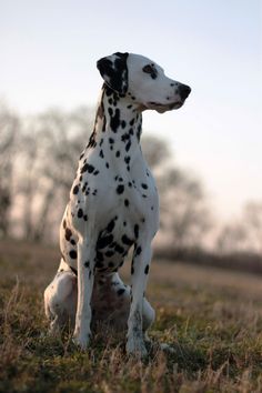 a dalmatian dog sitting in the middle of a field with trees in the background