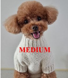 a brown poodle wearing a white sweater with the word xlarge on it