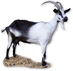 a goat with long horns standing on top of some dry grass in front of a white background