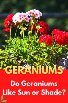 geraniums growing in a pot with the words, do geraniums like sun or shade?