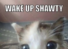 a close up of a cat with the words wake up shawty on it's face