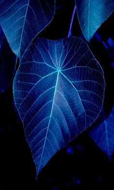 a blue leaf is shown in the dark