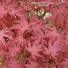 red leaves on the branches of a tree