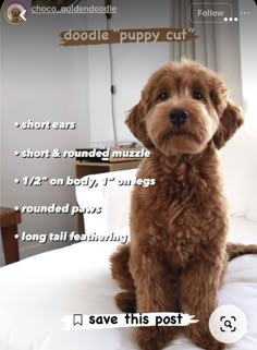 a brown dog sitting on top of a bed next to a white pillow with the words doodle puppy cut above it