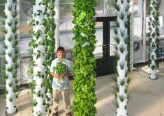 a man is standing in front of some tall trees with green plants growing on them