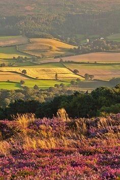 an open field with purple flowers in the foreground and green hills in the background