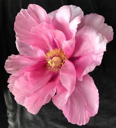 a large pink flower with yellow stamens on a black background in close up