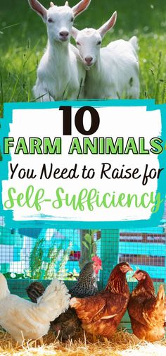 farm animals with text overlay that reads 10 farm animals you need to raise for self - sustenance