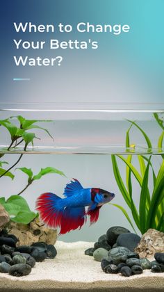 Betta fish are beautiful and surprisingly easy to care for—until you realize their water can quickly go from crystal-clear to murky.

If you’ve ever found yourself questioning how often you should be changing your betta’s water, you’re not alone!

Here’s the simple but crucial guide to keeping your fish happy, healthy, and swimming in clean water.