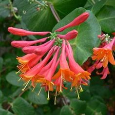 an orange and red flower is blooming on a tree branch with green leaves in the background