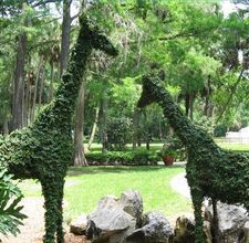 two giraffes made out of plants and rocks in a park area with trees