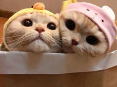 two cats are wearing hats while sitting in a basket with one looking at the camera