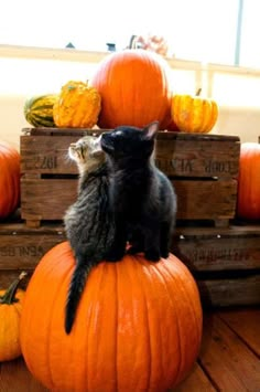 a cat sitting on top of a pumpkin with other pumpkins in the back ground