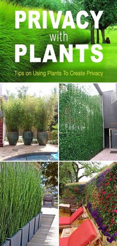 privacy with plants tips on using plants to create privacy