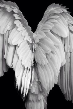 black and white photograph of an angel's wings