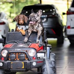 two dogs are riding in the back of a four - wheeled vehicle with other cars behind them