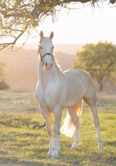 a white horse standing under a tree in a field