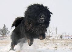 a black dog is running in the snow