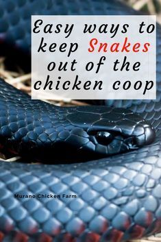 a blue snake with the words easy ways to keep snakes out of the chicken coop