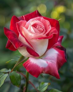 a pink and white rose with green leaves