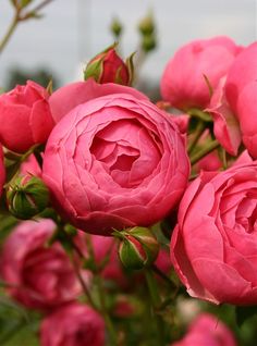 pink roses are blooming in the garden