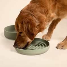 a brown dog drinking water out of a green bowl that is on top of a white table