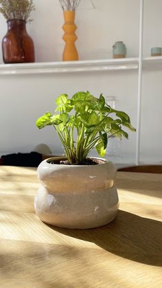 a potted plant sitting on top of a wooden table next to a white shelf