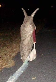 an owl sitting on top of a plastic bottle in the middle of the road at night