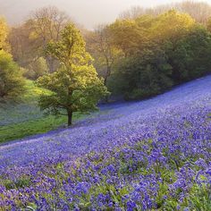 a field full of blue flowers with trees in the background and sunlight shining on them