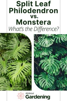 two different types of plants with the title split leaf philoderon vs monstera what's the difference?