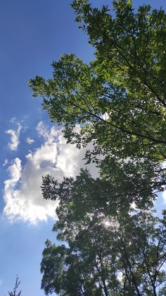 the sun shines through the clouds above some trees and leaves on a sunny day