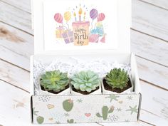 three succulents are in a box with a happy birthday card on it