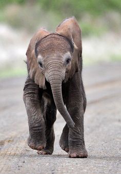 an elephant is walking down the road