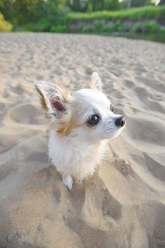 a small white and brown dog standing on top of a sand covered beach with trees in the background