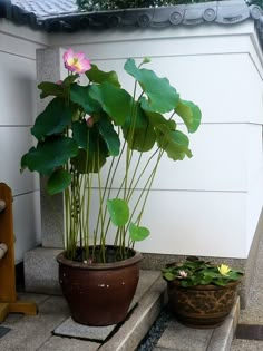 two potted plants sitting next to each other on top of a stone slab in front of a white wall