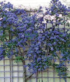 blue and white flowers are growing on the side of a building with a fence behind it