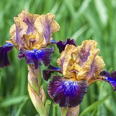 two purple and yellow iris flowers in front of green grass with water droplets on the petals