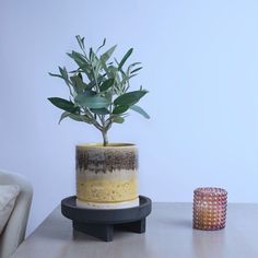 a potted plant sitting on top of a wooden table next to a small stool