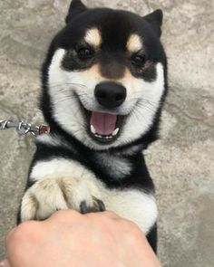 a black and white dog is being petted by someone's hand with a chain on it