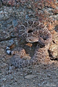 a snake is curled up on the ground next to a rock and another animal has its head in it's mouth