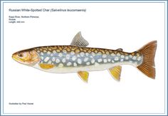 a drawing of a fish with brown, white and blue stripes on it's body