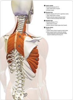 anatomy of the serratus anterior - be sure to check out the animated video on the shoulder. Cool visuals/video showing the movemnt/interactions. Serratus Anterior, Light Cardio, Exercise Regularly, Cardio Exercises, Cardio Exercise, Yoga Anatomy, Medical Anatomy