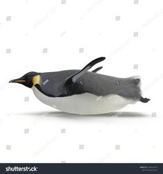 an image of a penguin on white background