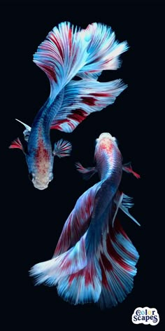 two siamese fish with red, white and blue tails