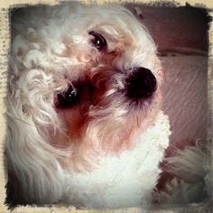 a white dog with curly hair sitting on a bed looking at the camera while it's eyes are open