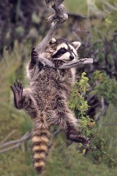 a raccoon hanging upside down from a tree branch