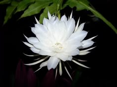 a large white flower sitting on top of a lush green plant