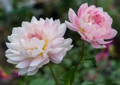 two pink and white flowers with green leaves