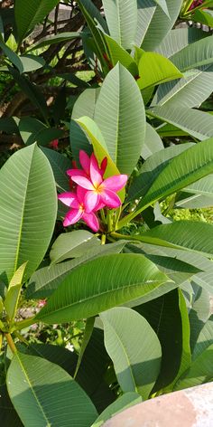 a pink flower sitting on top of green leaves