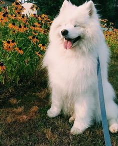 a large white dog sitting on top of a grass covered field next to yellow flowers